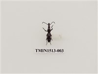 藏品(象鼻蟲科)的圖片